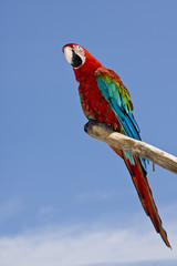Scarlet Macaw