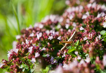 sauterelle sur origan en fleurs