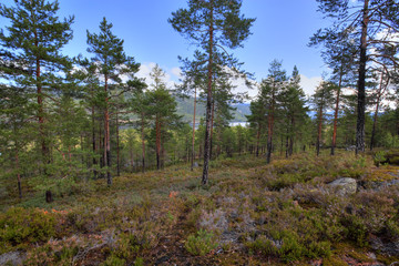 Fototapeta na wymiar Norweski las