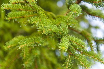 Close-up of pine branches with water droplet