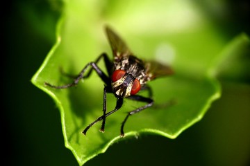 Fly on a leaf