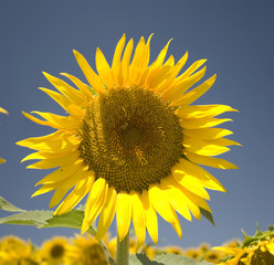 Obraz premium Sunflower