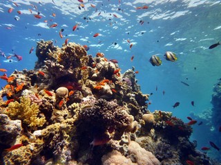Fototapeta na wymiar Red Sea
