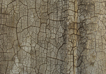 worn dirty wall with heavily cracked paint