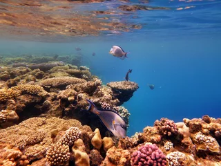 Foto auf Alu-Dibond Coral Reef © Hennie Kissling
