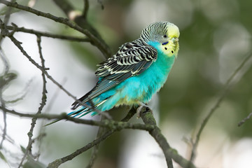 Parrot on branch