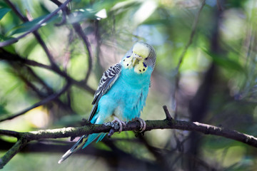 Parrot in habitat