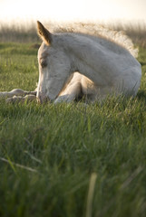 Fototapeta premium beautiful white foal resting on the grass