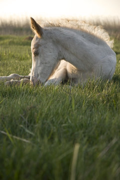 beautiful white foal resting on the grass