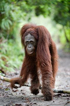 Orangutang.
