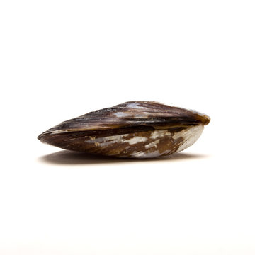 Closed Mussel Shell