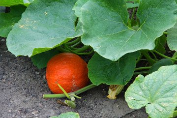 Obraz premium Kürbis Beet