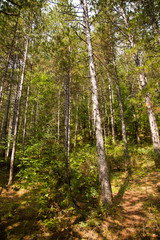 Some High Trees in the Wood