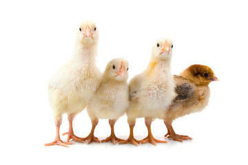 Four chickens