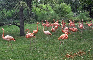 Flamants roses Jardin des plantes