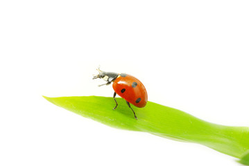 red ladybug