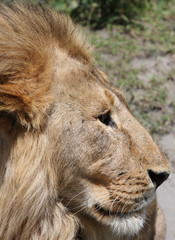 Profilo di leone maschio