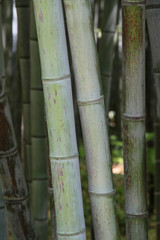 bamboo forest background