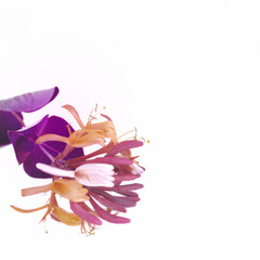 ch&egrave;vrefeuille &agrave; feuilles violettes!!!