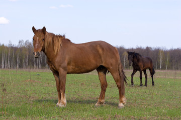 Fototapeta premium Horse (Equus caballus)