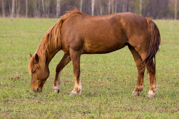 Naklejka na ściany i meble Horse (Equus caballus)