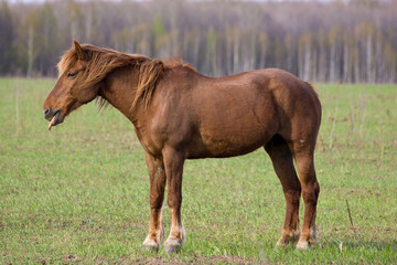 Horse (Equus caballus)