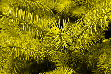 Yellow pine tree