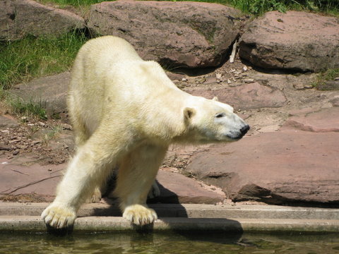 Eisbaer