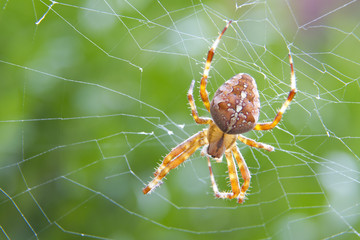 Gartenkreuzspinne (Aranaus diadematus)