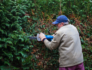 Hecke schneiden