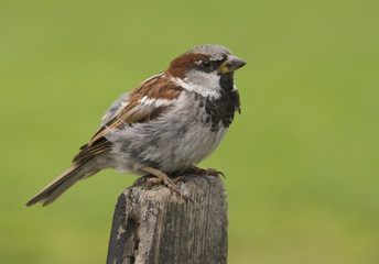 House sparrow