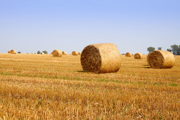Fototapeta premium Haycock field