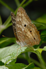Anartia jatrophae linnaeus