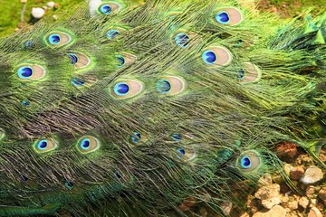 Obraz premium peacock turkey tail colorful green detail