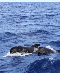 pilot whales free with baby in mediterranean