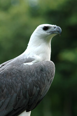 sea eaggle