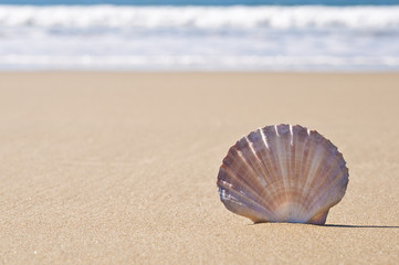 Fototapeta na wymiar Scallop shell in sand.