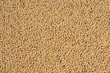Millet close up