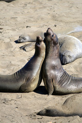 Obraz premium Sea lions at the Pacific Coast, California, USA..