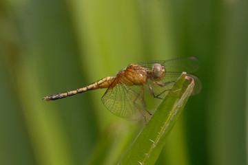 Libellula