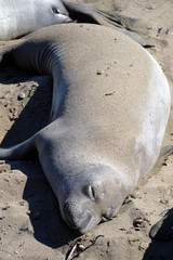Obraz premium Sea lions at the Pacific Coast, California, USA..