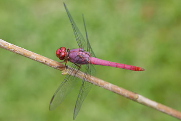 Libellula
