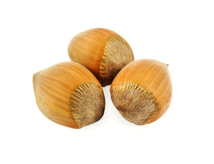 filberts isolated on white background