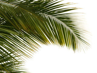 feuille de palmier, fond blanc