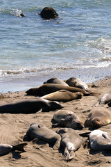 Sea lions at the Pacific Coast, California, USA..