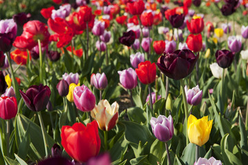 Colorful Dutch tulips