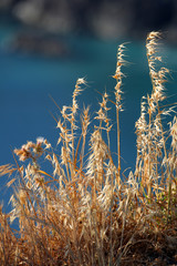 Fototapeta premium California's Central Coast, Big Sur, USA..