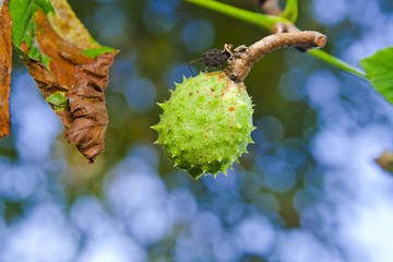 Obraz premium chestnut tree