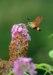 sphinx gazé (hermaris fuciformis) sur budélia