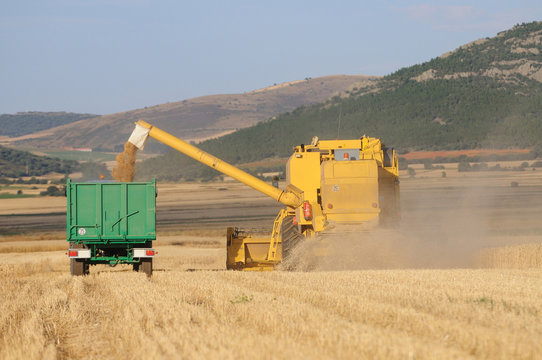 Descargando trigo